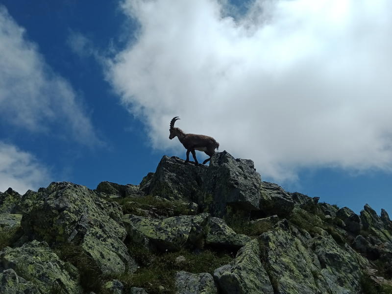 An Alpine ibex standing on a jagged rocky ridge at the Col du Lac Cornu in the Aiguilles Rouges, silhouetted against a bright, cloudy sky.