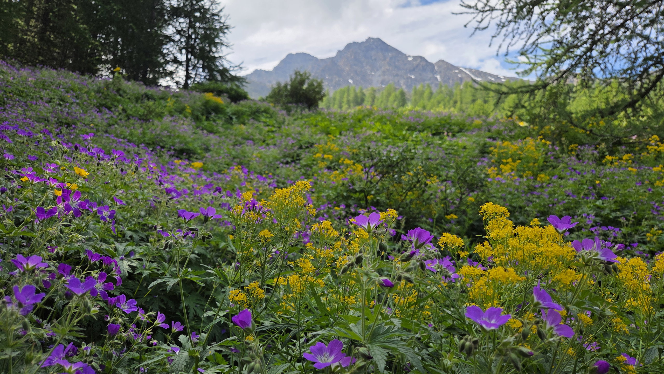 Pink and yellow alpine wildflowers overlooking the green Saint-Véran valley and distant peaks