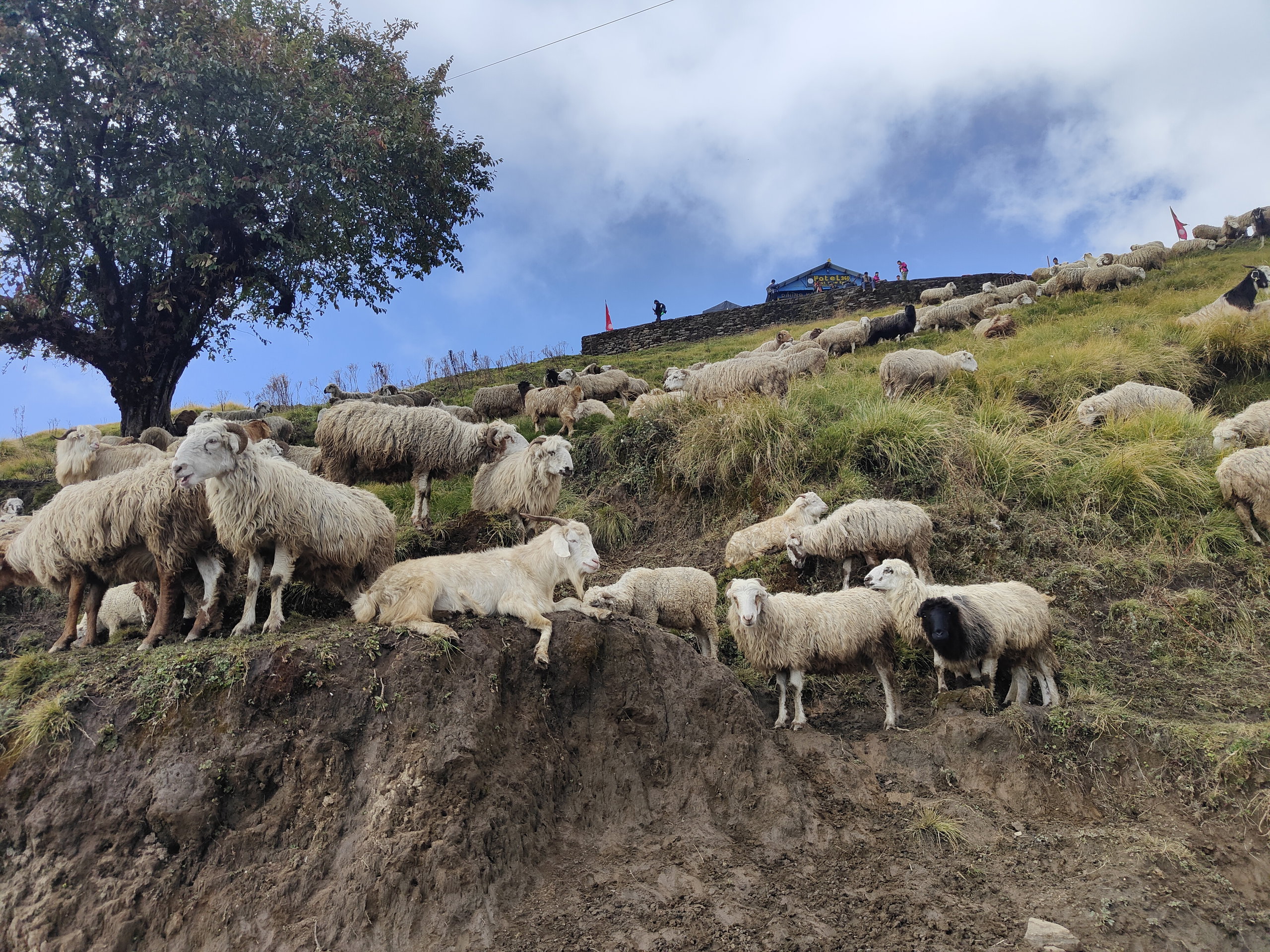 A flock of sheep on the grassy ridge of Badal Danda