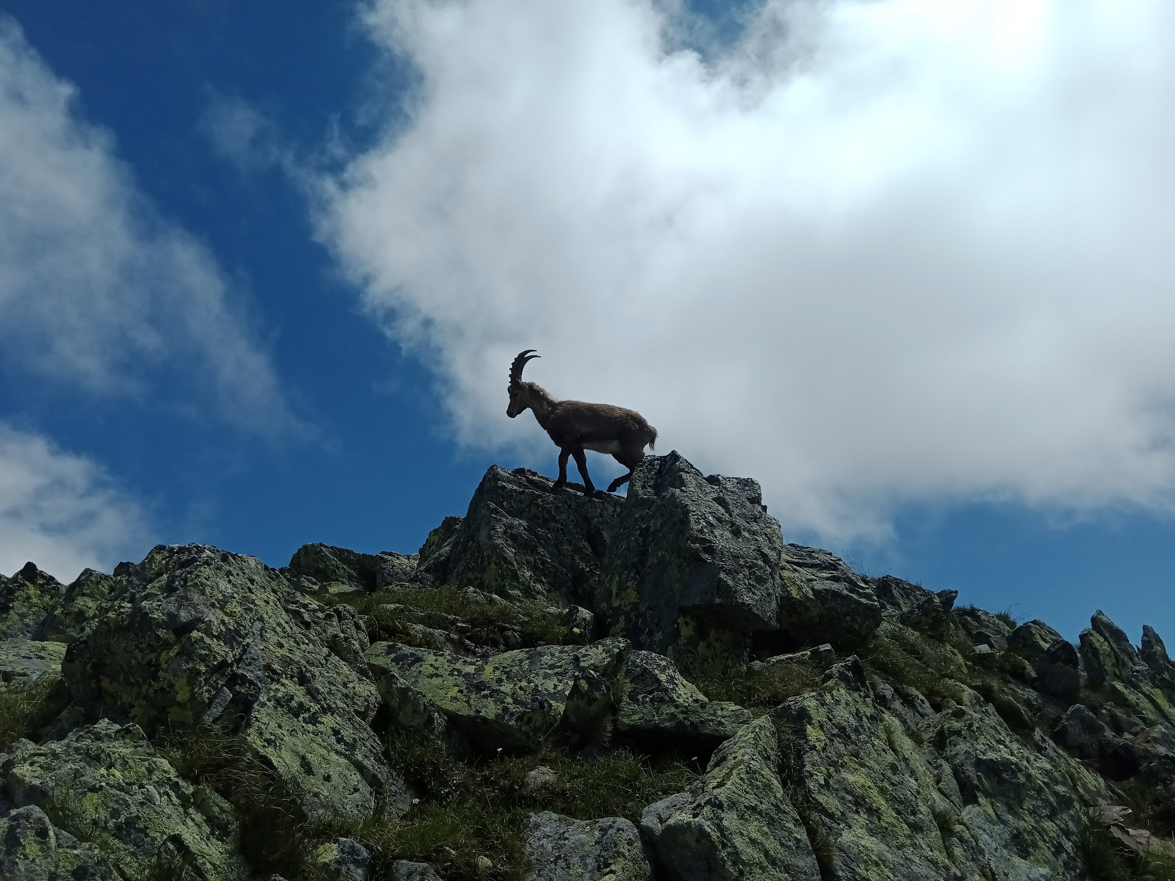 An Alpine ibex standing on a jagged rocky ridge at the Col du Lac Cornu in the Aiguilles Rouges, silhouetted against a bright, cloudy sky.